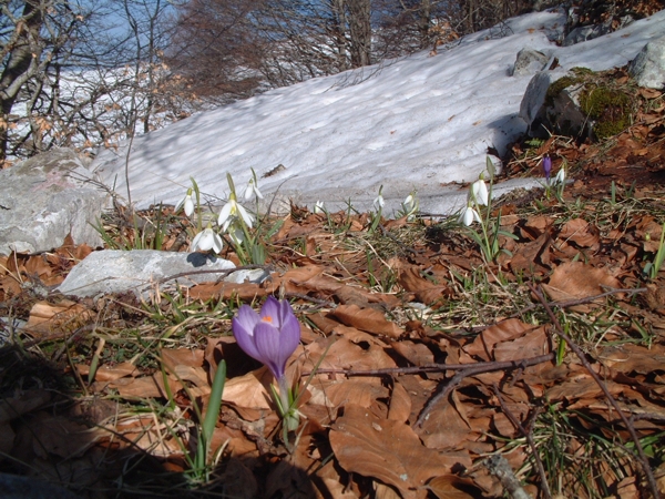 La primavera  vicina